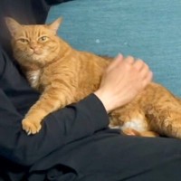 『夫を略奪されました』そばには勝ち誇った表情の猫がいて…あざとすぎる『抜け目のない行動』に反響「手の置き場と目つきｗ」「リアル泥棒猫」