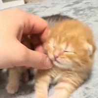 まだ目も開いていなかった赤ちゃん猫→約４か月後…まるで別猫のような『驚きの変化』が26万再生「めっちゃ成長した」「さらに可愛くなった」