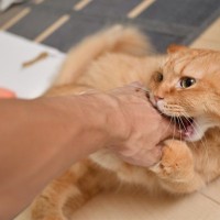 猫が『懐こうとしない人』に共通する特徴4選　好かれるためのコツや改善策も解説