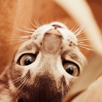 猫の『ヒゲ』が担っている大切な役割4つ　意外なヒミツから切ってはいけない理由まで