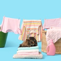 猫との暮らしで『部屋干し』するときの注意点3つ　愛猫を苦しめている可能性も…？