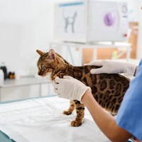 猫にとって油断できない『猫風邪』の症状5つ　主な感染経路から治療法まで解説