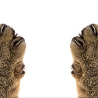 猫の『爪から血』が出ているときの原因6つ　予防のコツや対処方法も解説