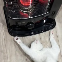 ストーブの前にいる猫の様子を見ると…あまりにも"くつろぎすぎな体勢"が47万再生「全身で暖をとるスタイルｗ」「想像以上に落ちてたｗ」