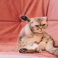 猫が『おしり』に抱えやすい病気4選　主な原因や危険な症状、予防法まで解説