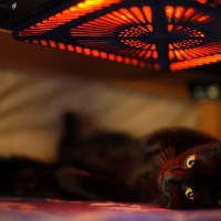 猫がいる部屋で絶対NGな『防寒対策』4つ　起こりうるトラブルから正しい方法まで解説