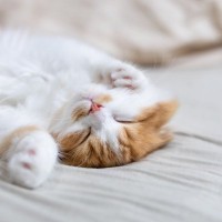 猫が『居心地よく暮らせる家』に必要な条件7つ　快適に過ごしてもらえる環境づくりのコツとは