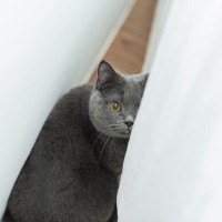 猫を『不安』にさせる飼い主のNG行動4つ　気付かぬうちにストレスを与えているかも？