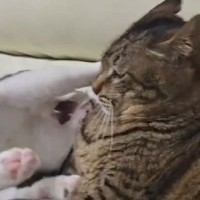 1歳の猫に絡まれた15歳のおばあちゃん猫…次の瞬間見せた『猫とは思えない表情』が32万再生「人間味ありすぎるｗｗ」「顔にめっちゃ出てるｗ」
