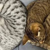 『寝相、話し合って決めてる？』2匹の猫を見てみると…同じ形で眠る様子がかわいすぎると５万いいね「シンクロナイズド睡眠」「ペア寝相ｗ」