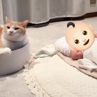 猫がいるお家に『赤ちゃん』がやってきた結果→初めは警戒していたけど…少しずつ"変化"していく様子に「感動した」「すごい優しい世界」と反響