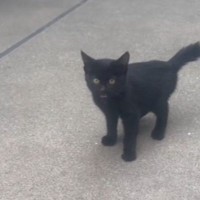 外でひとりぼっちだった黒猫と家の猫が"仲良く"なって…家の中に誘ってみた結果→泣ける光景が73万再生「優しさに涙が出た」「素敵すぎる」