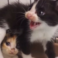 保護された『幼い子猫の兄妹』を預かったら…身を挺して妹を守ろうとする『兄の様子』に涙「勇気に感動した」「ただただ尊い」と37万再生