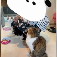 整列する3匹の猫→おばあちゃんが"名前を呼ぶ"と…まさかの順番に返事する光景が640万再生「ジブリに出てきそう」「凄すぎる」と絶賛