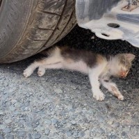 『行き倒れていた子猫』を保護して１年後…当時が嘘のような『涙あふれるビフォーアフター』に感動「愛情をめっちゃ感じる」「美しく成長したね」