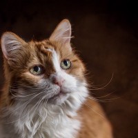 猫の『筋力』が低下する原因3つ　衰えることで起こるトラブルや維持する方法