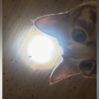 知らないうちに記録されていた『愛猫の自撮り』→見てみると…ニヤけずにはいられない光景が12万再生「戸惑っている感じが良い」「時代の最先端」