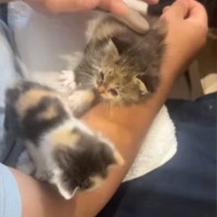2匹の子猫を保護→1匹は里親に出す予定だったけど…子猫の行動と保護主の『決断』に涙が出ると98万再生「本当によかったね」「素敵」