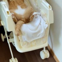 ベビーラックに赤ちゃんの様子を見に行くと、猫が…14万再生の『つい笑ってしまう光景』に「ほぼ同じ格好ｗ」「いい場所見つけたねｗ」の声