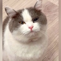 おやつを食べたばかりの猫→なぜか不満げな様子で…勝てる気がしない『尊い攻防戦』が16万再生「おねだり上手だねぇ」「おかわり不可避」