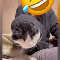 家族LINEに送られてきた『実家の猫の様子』→見てみたら…お姉さん大爆笑の『とんでもない状況』に「もう笑い止まらないよねｗ」「猫の手ｗ」