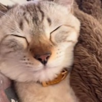 愛猫がお腹の上で寝た結果…飼い主爆笑の『つくしのような光景』が25万再生「シュールすぎて面白いｗ」「涙が出そうになった」と話題