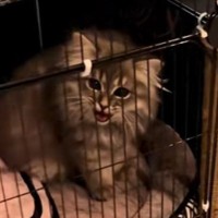 お留守番していた子猫→飼い主さんが帰ってきたことに気が付くと…"かわいすぎるお出迎え"に「会いたかったが詰まってる」「最高だね」