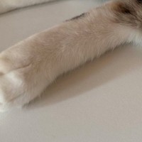 三毛猫の『後ろ足』を見ると、左右で色が…まるで靴下を履き間違えたような光景に11万いいね「令和のオシャレ」「新しいファッション」