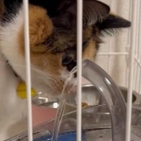 水道水ばかり飲む三毛猫→蛇口のような形状の給水器を買った結果…"思っていたのと違う"展開に笑顔になる人続出「可愛いｗ」「自由だね」