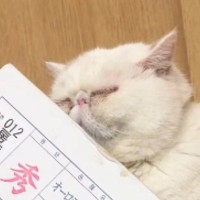 斜めに置いてあったダンボール箱で、猫が…まさかまさかの光景に「嘘でしょｗｗ」「サーカス団もびっくりな体勢ｗ」と爆笑する人続出