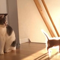 階段から落ちそうになった子猫→次の瞬間、そばにいた"先輩猫"が…『まさかの行動』に３万いいね「なんて優しい子」「惚れてまう」と絶賛