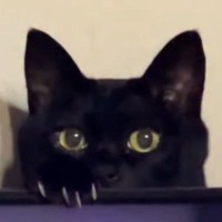 飼い主さんに構ってほしい黒猫→構わずにテレビを見ていると…気を引こうとする『可愛すぎる行動』に「絡んであげたくなるｗ」の声