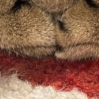 猫のおててを見ると→大切そうに『持っていたもの』とは…愛おしすぎる光景に17万いいねの大反響「すごく尊い」「完全に同じ色で可愛い」