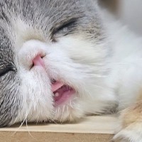 キャットタワーですやすやと眠る猫ちゃん…なんとも言えない『寝顔』がかわいすぎると４万いいね「気持ちよさそー」「すごい癒された」と話題