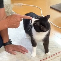 『知らないおじさん』が泊まりに来たら、白黒ネコが…怖がるかと思いきや『まさかの反応』が11万再生「関係が素敵」「コミュ力にゃんこ」