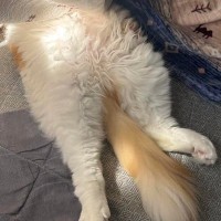 『コタツ』を満喫する猫→上半身だけ突っ込んだ姿で…つい笑ってしまう『絶妙な温まり方』に「ニュースタイル」「頭隠して尻隠さずｗ」