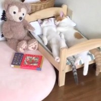 ベッドを見たら、いっしょに眠っていた"2匹の猫"…とんでもなく尊い瞬間が112万再生「ぬいぐるみだと思ったｗ」「嘘みたいにかわいい」