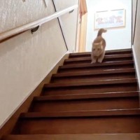 ママが帰ってくると、『2階にいた猫』が気付いて…猛スピードの『お出迎え』がかわいすぎると151万再生「待っていたんだね」「たまらん」