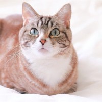 猫が『香箱座り』をする理由4選　可愛い姿勢に隠された心理まで解説