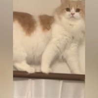 カーテンレールに登った猫ちゃん→下りられなくなったと思いきや…器用すぎる『脱出方法』が45万再生「頭がよくて感動」「終始ニヤニヤした」