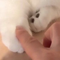 愛猫の前足に指を乗せてみたら、次の瞬間…思わず癒される"かわいいやり取り"に「ニヤニヤが止まらない」「一緒に遊びたい」と絶賛