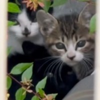 草むらで身を寄せ合いながら『母猫を待ち続けた』4匹の子猫→ご飯を与えると…泣ける展開に「涙が止まらない」「本当に本当にありがとう」
