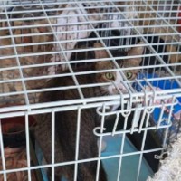 2年間、『狭いケージの中に閉じ込められていた猫』…救出されて"幸せをつかんだ瞬間"に涙「助けてくれて本当にありがとう」「泣けてくる」