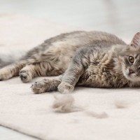 猫の『抜け毛』が溜まりがちな場所3選　お掃除するときのコツや対策術もご紹介