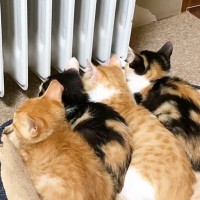 ヒーターがつくのを待っていた子猫たち→暖かくなってくると…かわいくてたまらない光景が26万再生「なに並んでるの〜」「癒されまくった」