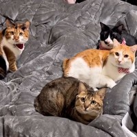 猫たちと一緒に冬を迎えた結果→ベッドを占領されて…絶対に負けられない『仁義なき戦い』が62万再生「始まったね」「確実な負けが見えるｗ」