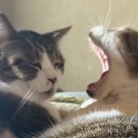 朝イチ、同居猫のあくびを正面から受けたネコ…一瞬で“魂が抜けた”ような表情に「三途の川いってて爆笑」「確かに飛んでるｗ」と40万再生