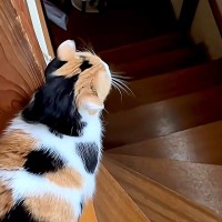 朝、一緒に目を覚ました三毛猫→ついてきてほしい様子で…あまりにも尊い『最高の光景』が15万再生「ぽてぽてしててかわいいｗ」「たまらん」