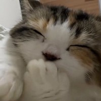 おててをちゅぱちゅぱと吸う子猫→近くで撮影してみると…思わず"癒される光景"が39万再生「重低音すぎるｗｗ」「ストレスが消えた」と話題