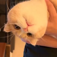 信頼する飼い主さんに抱っこされる猫…完全に脱力しちゃう様子に爆笑の声「デロ～～ンってなりすぎｗ」「抱きにくそうなの面白いｗ」